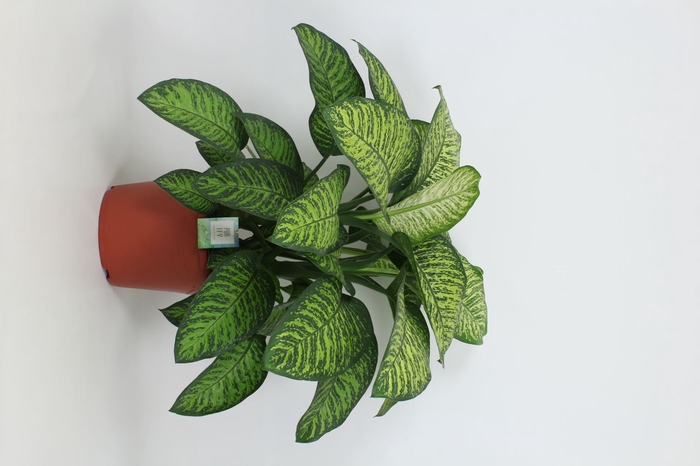 Dieffenbachia Tropic Jewel