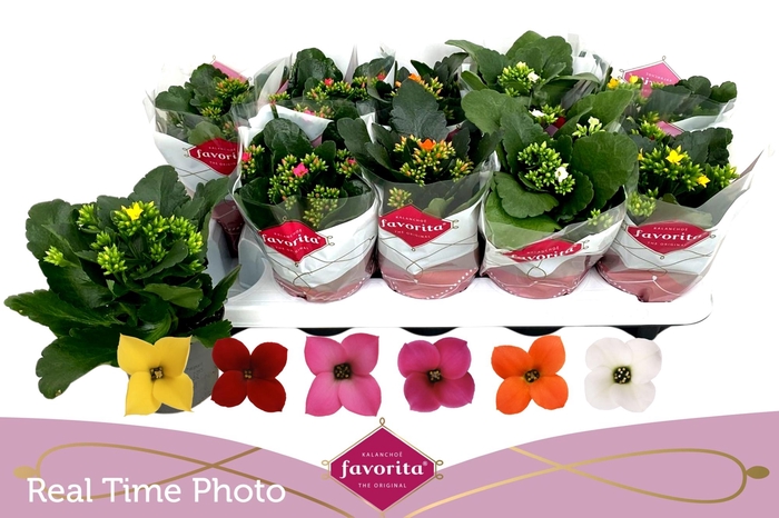 <h4>Kal En Gem 6 Kl</h4>