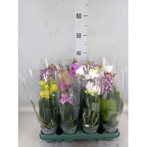 Phalaenopsis   ...mix  5