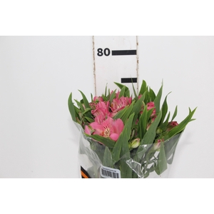 ALSTROEMERIA TOURMALINE 070 CM ROSA