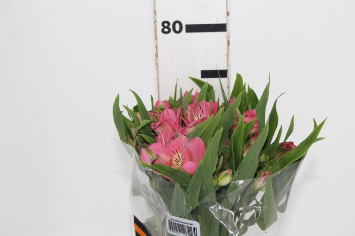 <h4>ALSTROEMERIA TOURMALINE 070 CM ROSA</h4>