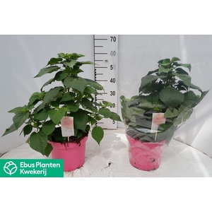 HIBISCUS M LU ROSE