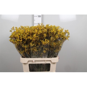 Anigoz Yellow Gem