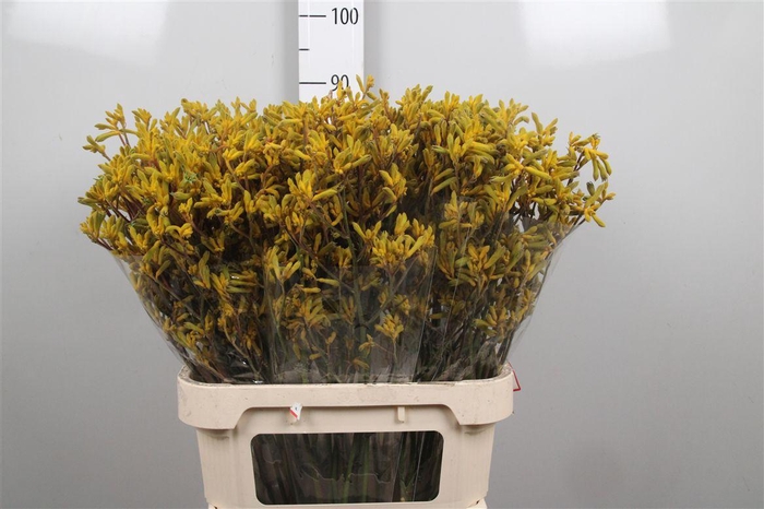 <h4>Anigoz Yellow Gem</h4>