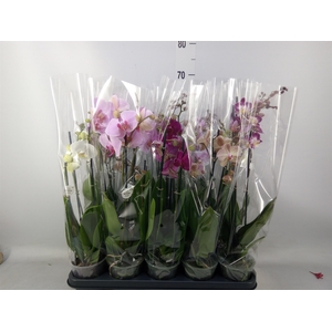Phalaenopsis   ...mix