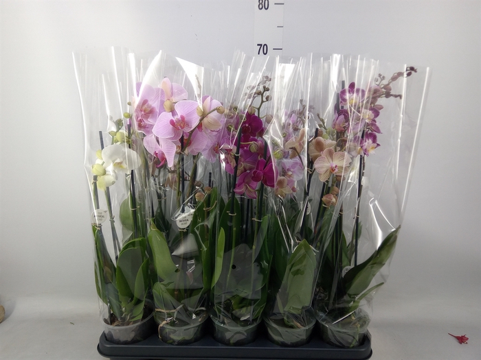 <h4>Phalaenopsis   ...mix</h4>