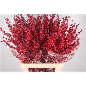 Ilex Magical Crimson Extra