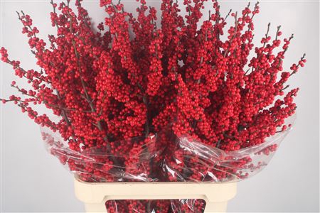 <h4>Ilex Magical Crimson Extra</h4>