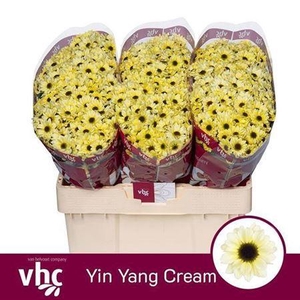 Chr San Yin Yang Cre