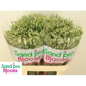 LIM SIN COOL DIAMOND