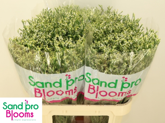 <h4>LIM SIN COOL DIAMOND</h4>