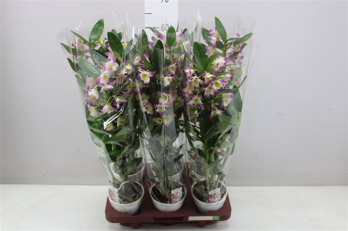 <h4>Dendrobium Nobilee Bright Eyes 2 Tak</h4>