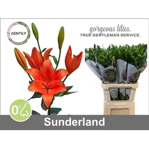Li La Sunderland 5+
