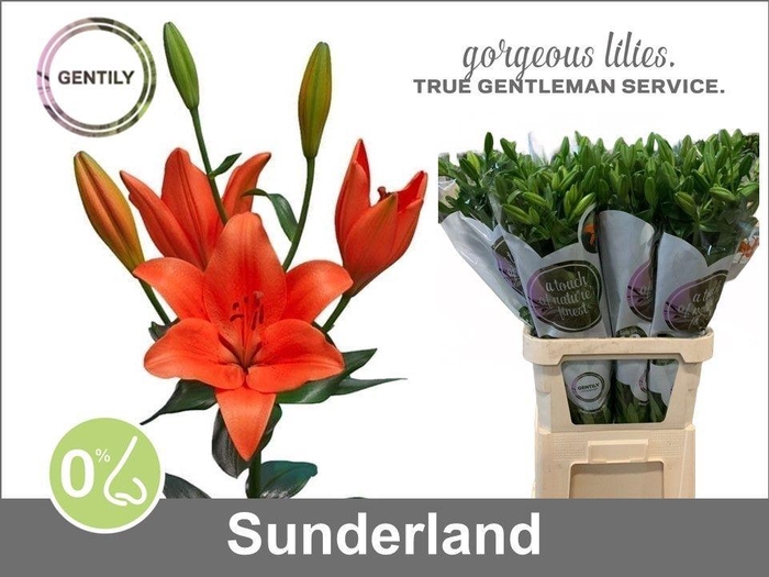 <h4>LI LA SUNDERLAND</h4>
