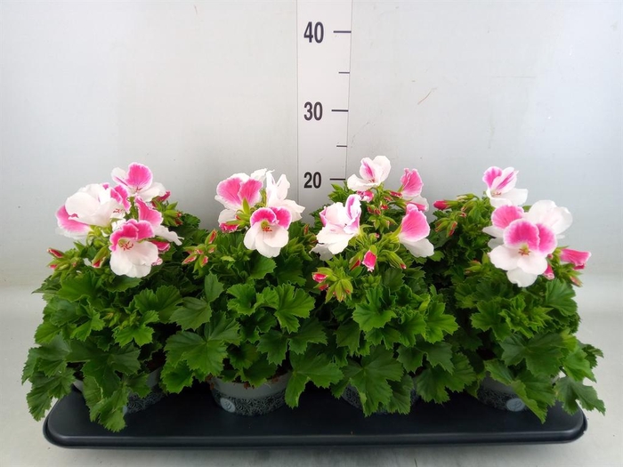 <h4>Pelargonium gran.   ..</h4>