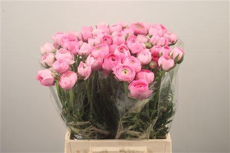 <h4>Ran El. Pink Ex</h4>