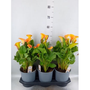 Zantedeschia 'Captain Brunello'