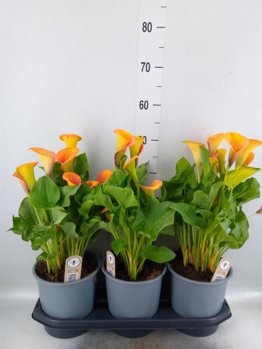 <h4>Zantedeschia 'Captain Brunello'</h4>