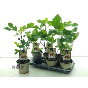 FICUS CARICA