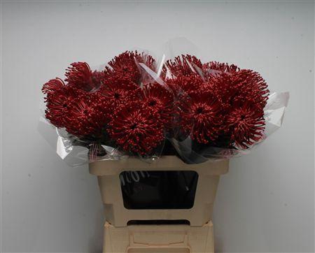 <h4>Leuco Waxed Bordeaux</h4>