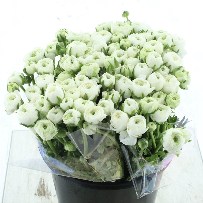 <h4>Ran El White Extra</h4>