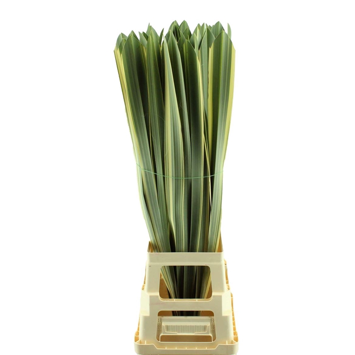 <h4>Phormium Bont</h4>