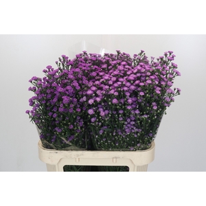 Aster Baby Pink