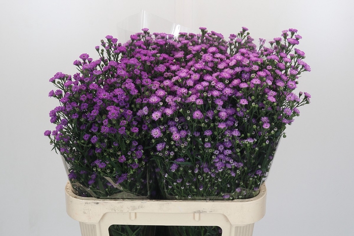Aster Baby Pink