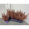 Coprosma Gem