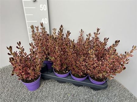Coprosma Gem