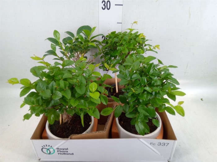 <h4>Bonsai   ...mix</h4>