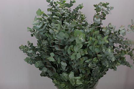 <h4>Euca Cinerea Koning X Tak</h4>