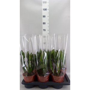 Euphorbia candelabrum
