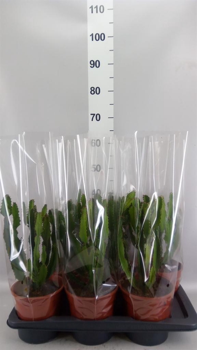 <h4>Euphorbia candelabrum</h4>