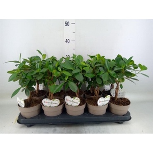Ficus microcarpa 'Maya'