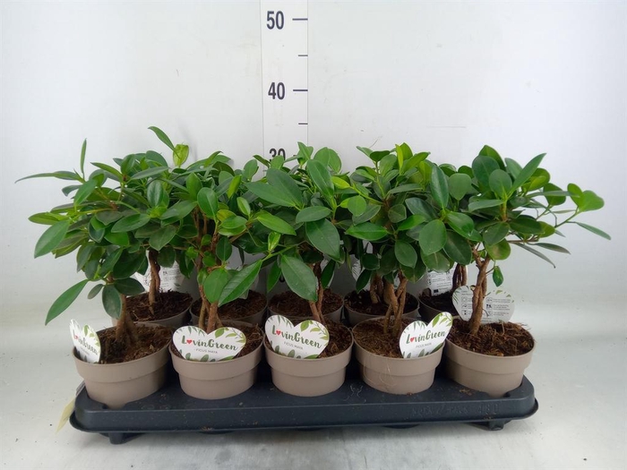<h4>Ficus microcarpa 'Maya'</h4>