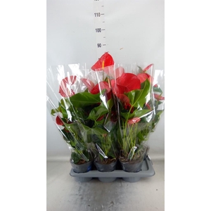 Anthurium andr. 'Karma Red'