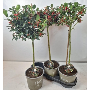 Ilex Mes Blue Maid