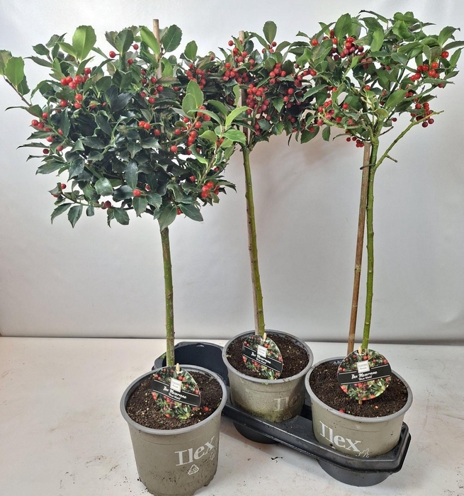 <h4>Ilex Mes Blue Maid</h4>