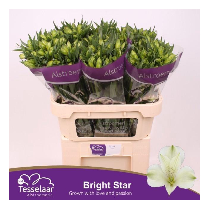 <h4>ALSTR BRIGHT STAR</h4>