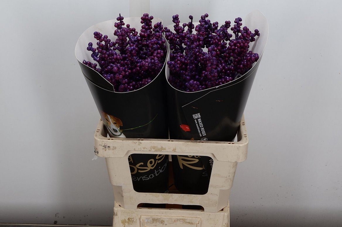 <h4>Ilex Wx Paars Xl</h4>