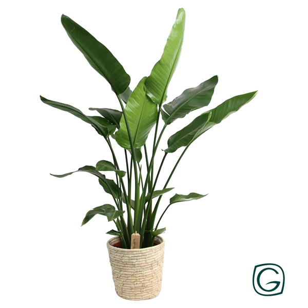 <h4>Strelitzia P27 in basket palmleaf</h4>