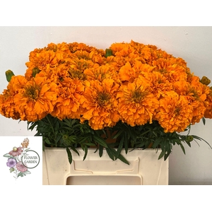 TAGE E CO DEEP ORANG