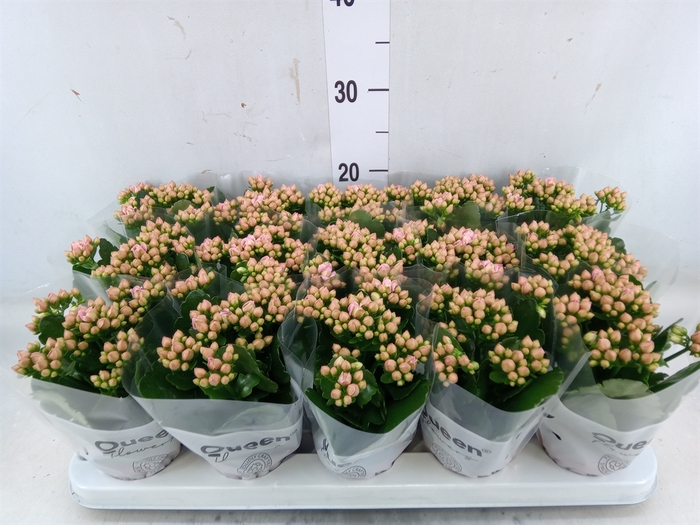 <h4>Kalanchoe  'MoreFlow Lillian'</h4>