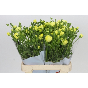 Ranunculus Butterfly Helios