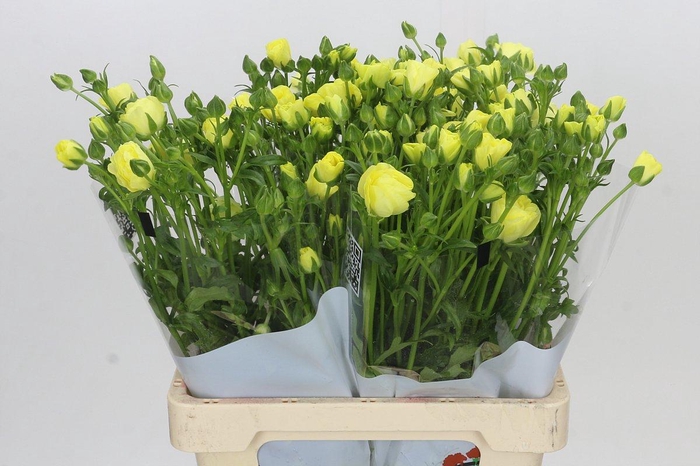 <h4>Ranunculus Butterfly Helios</h4>