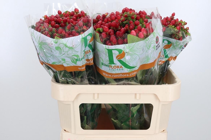 <h4>Hyp Mag Triumph</h4>