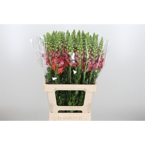 Antirrhinum Po D. Orange