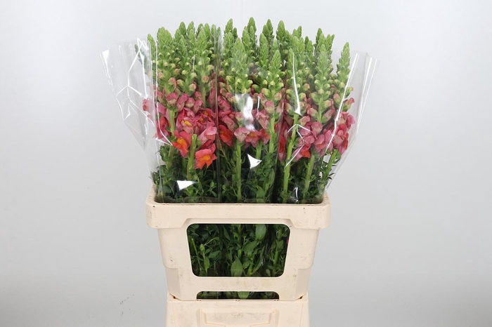 <h4>Antirrhinum Po D. Orange</h4>