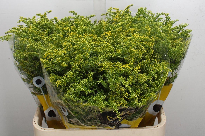 <h4>Soli Carzan Glory 80/50</h4>